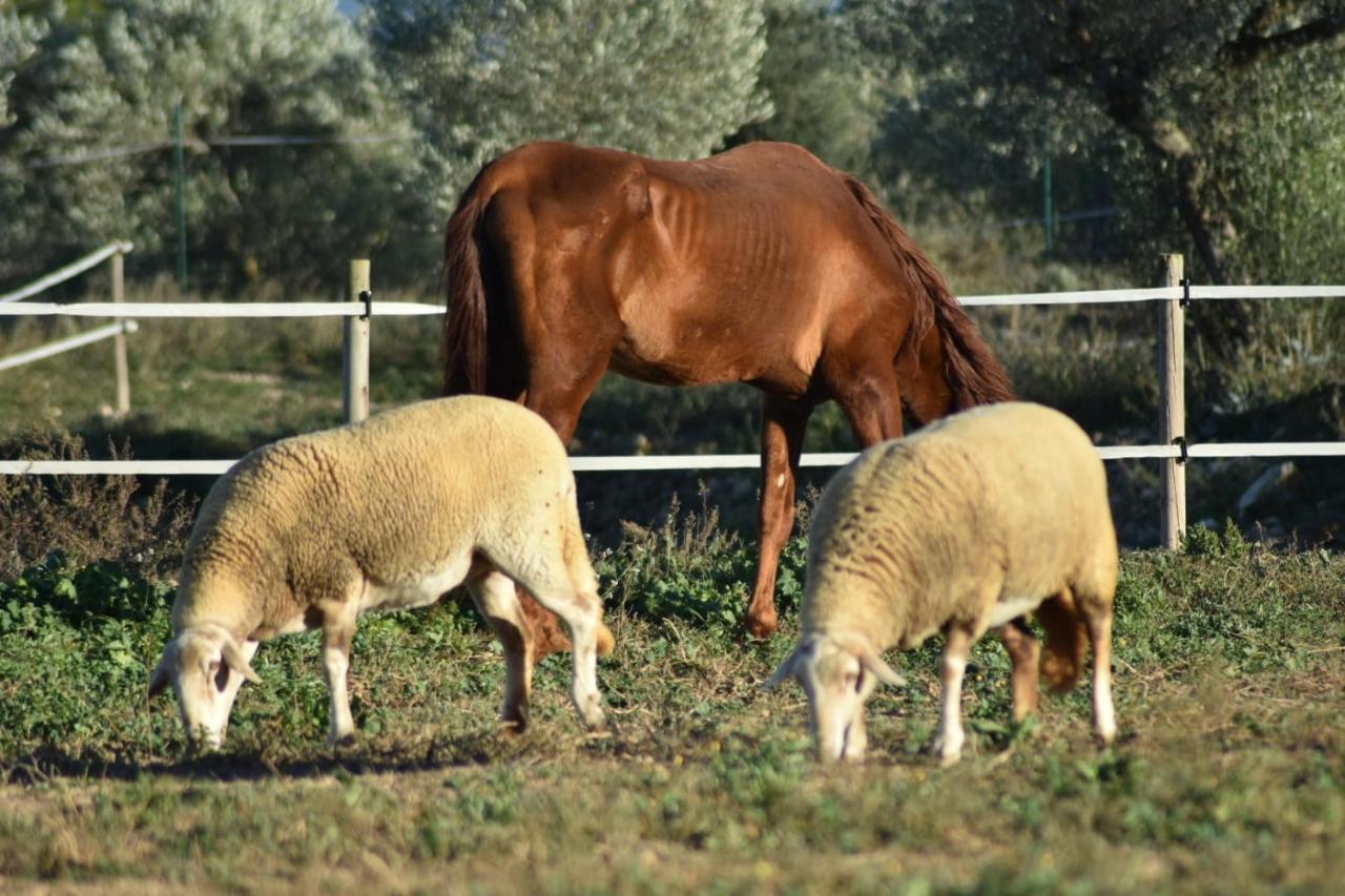 Casa Con Vistas, Piscina Y Animales De Granja, La Caseta Tarragona Exteriér fotografie